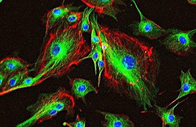 細胞・生化学試験