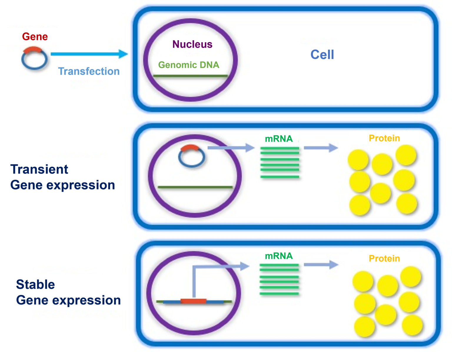 CRO [ACEL] Gene forced expression and overexpression evaluation study